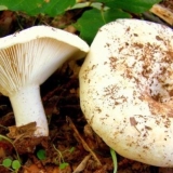 Suhe dojke (bijelo opterećenje): fotografija i opis, koristi i štet...